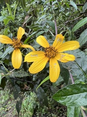 Bidens rubifolia