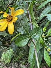 Bidens rubifolia