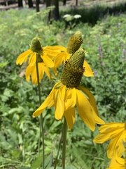 Rudbeckia californica