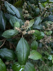 Miconia cataractae