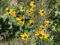 Rudbeckia californica