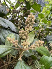 Miconia cataractae