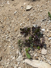Senecio amplectens holmii