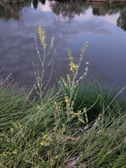 Melilotus officinalis