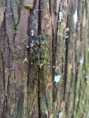 Tanna infuscata