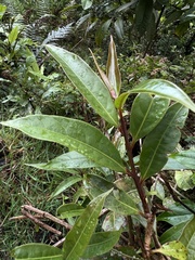 Zinowiewia australis