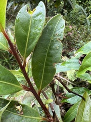 Zinowiewia australis