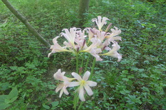 Lycoris squamigera