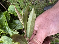 Zinowiewia australis