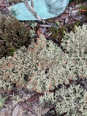 Cladonia leporina