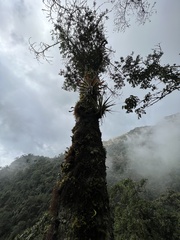 Zinowiewia australis