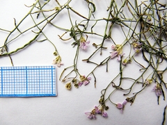 Dontostemon intermedius