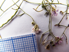 Dontostemon intermedius