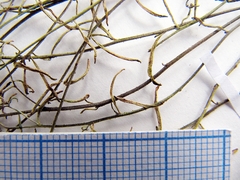 Dontostemon intermedius