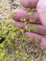 Paronychia herniarioides