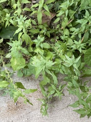 Parietaria pensylvanica