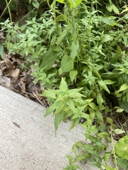 Parietaria pensylvanica