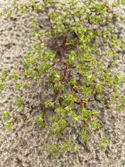 Paronychia herniarioides