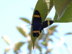 Esthemopsis pherephatte