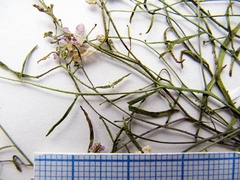 Dontostemon intermedius