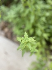 Parietaria pensylvanica