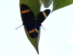 Esthemopsis pherephatte