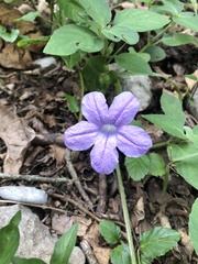 Ruellia occidentalis