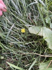 Potentilla indica