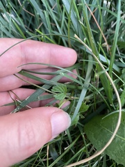 Potentilla indica