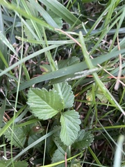 Potentilla indica