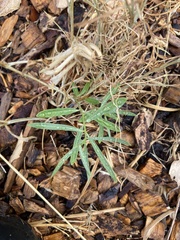 Asclepias fascicularis