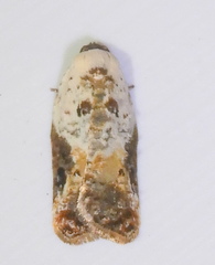 Acleris nivisellana