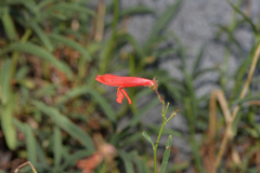 Penstemon rostriflorus