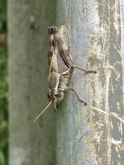Melanoplus walshii
