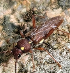 Xylotrechus quadrimaculatus