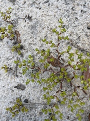 Paronychia herniarioides