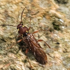 Xylotrechus quadrimaculatus