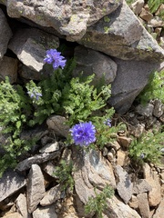 Polemonium confertum