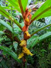 Columnea purpurata