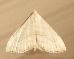 Macrochilo litophora