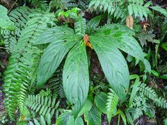 Columnea purpurata