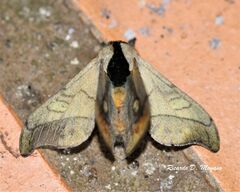 Hylesia scortina