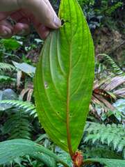 Columnea purpurata