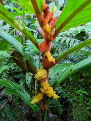 Columnea purpurata