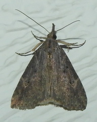 Hypena humuli
