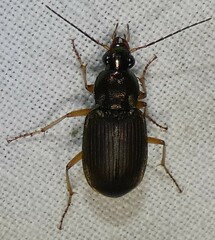 Chlaenius pennsylvanicus