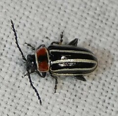 Disonycha pensylvanica