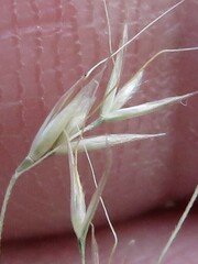Agrostis venusta