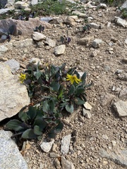 Senecio amplectens holmii