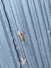 Stenodema trispinosum